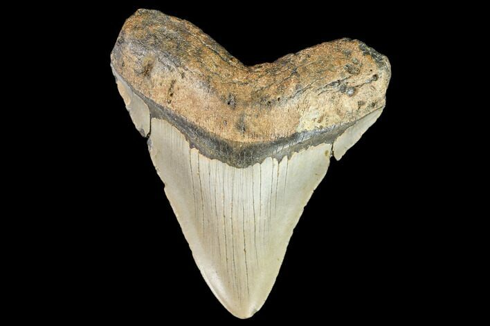 Fossil Megalodon Tooth - North Carolina #109725